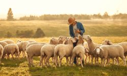 A mature handsome male farmer in a hat gives treats to a flock of sheep grazing in a field. Farming and agriculture concept.