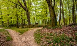 Path