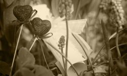 two-hearts-love-concept-2026-01-11-09-37-12-utc